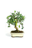 Bodur Keçi Boynuzu Bonzai Ağacı Tohumu 5 Adet Bonsai Ağacı Tohumu