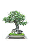 Bodur Keçi Boynuzu Bonzai Ağacı Tohumu 5 Adet Bonsai Ağacı Tohumu