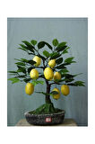 Tohumculuk Bodur Hin Limonu Bonzai Ağacı Tohumu 5 Adet Bonsai Ağacı Tohumu