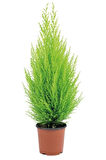 Ithal Bodur Limon Selvi Bonzai Ağacı Tohumu 5 Tohum Bonsai Tohumu
