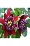 Nadir Passiflora Quadrangularis Tohumu Ekim Seti 3 Tohum Pasiflora Tohumu Saksı Toprak Kombin
