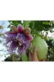 Nadir Passiflora Quadrangularis Tohumu Ekim Seti 3 Tohum Pasiflora Tohumu Saksı Toprak Kombin