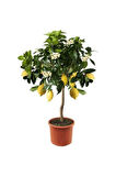 Nadir Ithal Limon Bonzai Ağacı Tohumu 5 Tohum Bonsai Tohumu