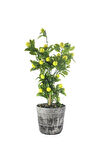 Nadir Ithal Limon Bonzai Ağacı Tohumu 5 Tohum Bonsai Tohumu