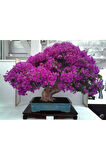Nadir Ithal Erguvan Bonzai Ağacı Tohumu 25 Tohum Bonsai Tohumu