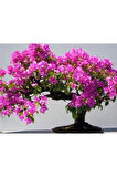 Nadir Ithal Erguvan Bonzai Ağacı Tohumu 25 Tohum Bonsai Tohumu