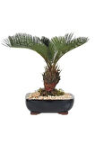 Nadir Ithal Palmiye Bonzai Ağacı Tohumu 3 Tohum Bonsai Tohumu
