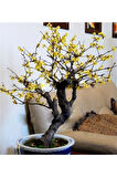 Nadir Ithal Bodur Sarı Üzüm Bonzai Ağacı Tohumu 5 Tohum Bonsai Tohumu