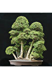 Nadir Ithal Bodur Okaliptüs Bonzai Ağacı Tohumu 5 Tohum Bonsai Tohumu