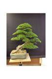 Nadir Ithal Bodur Okaliptüs Bonzai Ağacı Tohumu 5 Tohum Bonsai Tohumu