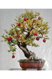 Nadir Ithal Bodur Nar Bonzai Ağacı Tohumu 5 Tohum Bonsai Tohumu