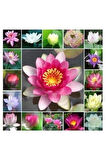 Nadir Ithal Lotus Tohumu 3 Tohum Lotus Çiçeği Tohumu Nilüfer Tohumu Su Zambağı Tohumu Zambak Tohumu