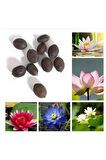 Nadir Ithal Lotus Tohumu 3 Tohum Lotus Çiçeği Tohumu Nilüfer Tohumu Su Zambağı Tohumu Zambak Tohumu