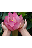 Nadir Ithal Lotus Tohumu 3 Tohum Lotus Çiçeği Tohumu Nilüfer Tohumu Su Zambağı Tohumu Zambak Tohumu