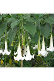Nadir Ithal Beyaz Angel Trumpet Tohumu 3 Tohum Meleklerin Borozanı Çiçeği Tohumu