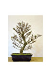 Nadir Ithal Bodur Enkiantus Bonzai Ağacı Tohumu 5 Tohum Bonsai Tohumu