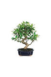 Nadir Ithal Bodur Defne Bonzai Ağacı Tohumu 3 Tohum Bonsai Tohumu