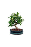 Nadir Ithal Bodur Defne Bonzai Ağacı Tohumu 3 Tohum Bonsai Tohumu