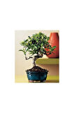 Nadir Ithal Bodur Defne Bonzai Ağacı Tohumu 3 Tohum Bonsai Tohumu