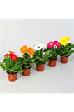 Saksılık Karışık Gerbera Çiçeği Tohumu Ekim Seti 5 Tohum Çiçek Tohumu Saksı Toprak Kombin
