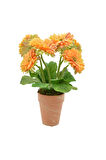 Saksılık Karışık Gerbera Çiçeği Tohumu Ekim Seti 5 Tohum Çiçek Tohumu Saksı Toprak Kombin