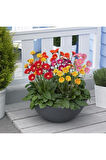 Saksılık Karışık Gerbera Çiçeği Tohumu Ekim Seti 5 Tohum Çiçek Tohumu Saksı Toprak Kombin