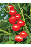 Nadir Tomatoberry Çilek Domatesi Ekim Seti Çilek Domates Tohumu 10 Tohum Saksı Toprak Kombin
