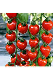 Nadir Tomatoberry Çilek Domatesi Ekim Seti Çilek Domates Tohumu 10 Tohum Saksı Toprak Kombin