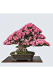 Nadir Ithal Bodur Erguvan Bonzai Ağacı Tohumu 5 Tohum Bonsai Tohumu