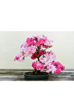 Nadir Ithal Bodur Erguvan Bonzai Ağacı Tohumu 5 Tohum Bonsai Tohumu