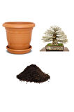 Ithal Enkiantus Bonsai Ağacı Tohumu Ekim Seti
