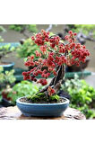 Ithal Karadut Bonsai Ağacı Tohumu Ekim Seti