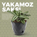 Omnipazar KRS-450 Yakamoz Tabaklı Plastik Saksı Takımı 0.3 Litre No 0