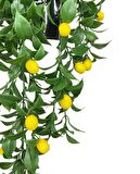 Yapay Çiçek Saksıda Sarkan Limon 60*20cm 