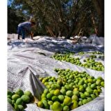 5X3 METRE ZEYTİN SERGENİ ZEYTİN TOPLAMA ÖRTÜSÜ FINDIK FISTIK DUT TOPLAMA FİLESİ BEYAZ HASAT TABAN ÖRTÜSÜ