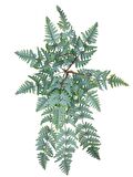 Yapay Çiçek Pastel Cycas Aşk Merdiveni 80cm Eğrelti Otu Sıkas Bitkisi 12 Yaprak 40*80cm Yapay Bitki
