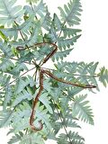 Yapay Çiçek Pastel Cycas Aşk Merdiveni 80cm Eğrelti Otu Sıkas Bitkisi 12 Yaprak 40*80cm Yapay Bitki