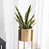 Yapay Çiçek Saksılı Yeşil Kılıç Çiçeği Dal 68cm Salon Çiçeği Metal Mat Siyah Saksılı Yapay Bitki