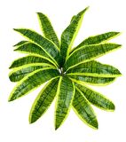 Yapay Çiçek Dracaena Massengena Yaprağı Demeti 12 Yapraklı 40*50cm Dik Duvar Çiçeği Yapay Bitki