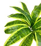 Yapay Çiçek Dracaena Massengena Yaprağı Demeti 12 Yapraklı 40*50cm Dik Duvar Çiçeği Yapay Bitki