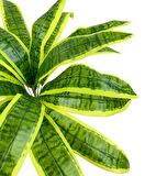 Yapay Çiçek Dracaena Massengena Yaprağı Demeti 12 Yapraklı 40*50cm Dik Duvar Çiçeği Yapay Bitki