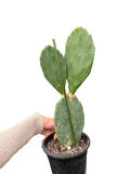 Opuntia tavşan kulağı kaktüs 