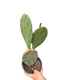 Opuntia tavşan kulağı kaktüs 