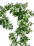 Yapay Çiçek Sarkan Çiçek Yeşil Beyaz Fare Kulağı Şimşir Yapay Sarmaşık  60*30cm UV Katkılı Güneşe Dayanıklı