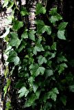 4'lü Duvar Sarmaşığı (Hedera helix) ?