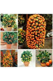 5 Adet Tohum Bodur Bonsai Mandalina Ağacı Toprak Saksı Sürpriz Heidye Bonsai Ağacı Tohumu