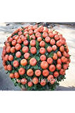 5 Adet Tohum Bodur Bonsai Mandalina Ağacı Toprak Saksı Sürpriz Heidye Bonsai Ağacı Tohumu