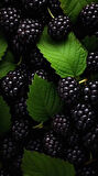 2'li Meyve Paketi - Yaban Mersini (Vaccinium corymbosum) ve Böğürtlen (Rubus fruticosus) Fidanı, 1-2 Yaş Arası Tüplü