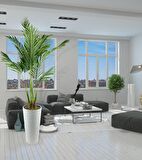 Yapay Ağaç Areka Ağacı Beyaz Uzun Kumsal Vazoda Palmiye Ağacı Yapay Areka 190cm