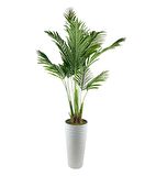 Yapay Ağaç Areka Ağacı Beyaz Uzun Kumsal Vazoda Palmiye Ağacı Yapay Areka 190cm
